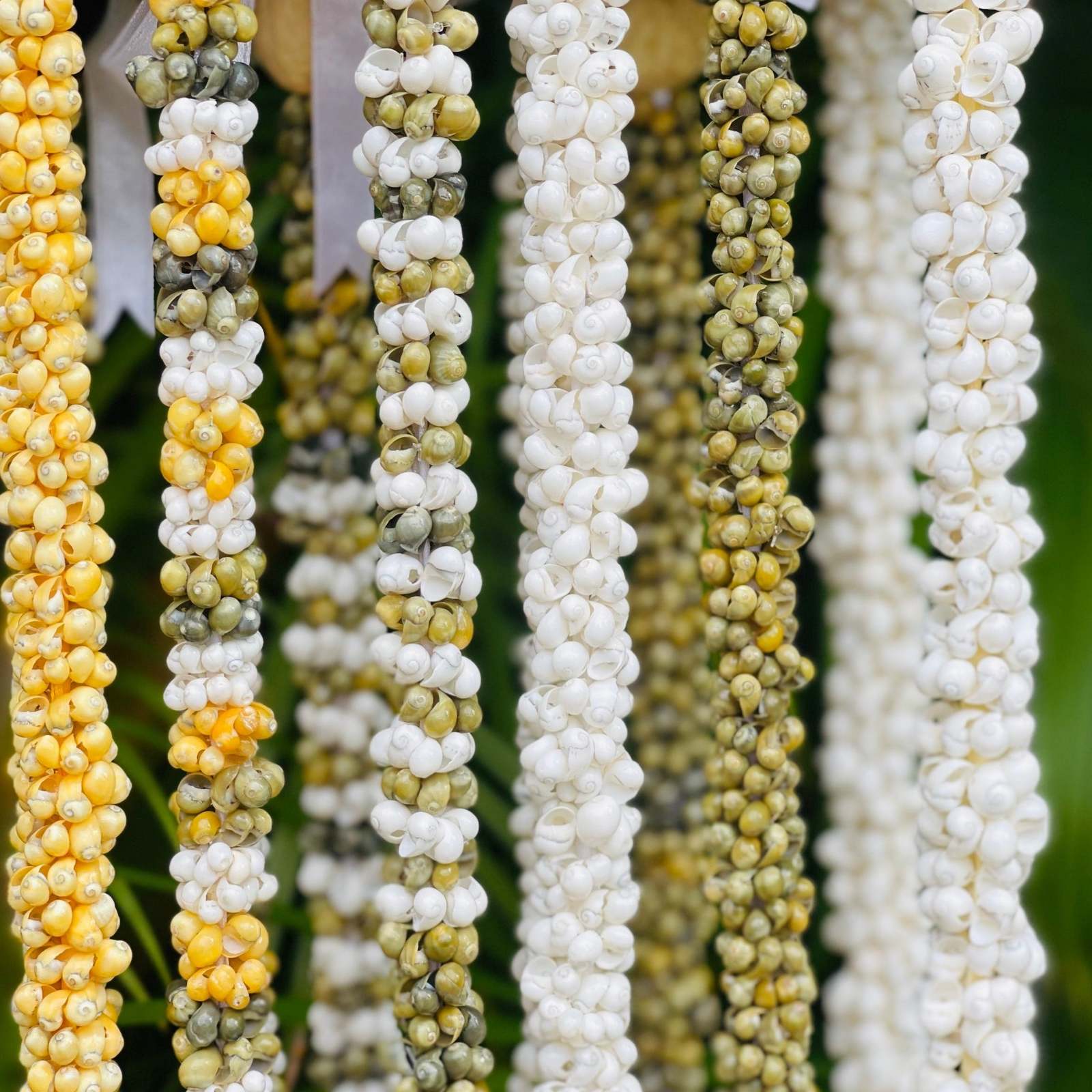 Hawaiian Store Mongo Shell Lei Necklace (Choose Color &amp; Length) - $18.95+