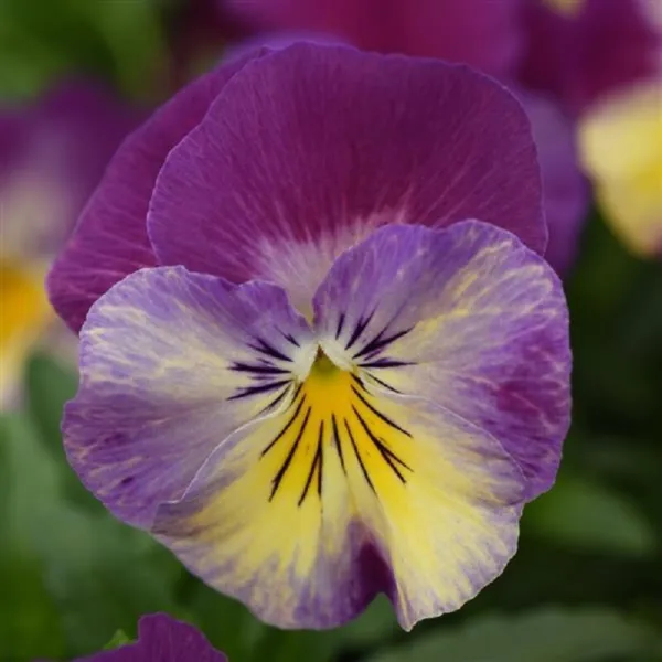 15 Pansy Seeds Cool Wave Raspberry Swirl Trailing Pansy (Hanging Pansy) Garden - £10.44 GBP