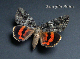 Catocala ilia Wife Underwing Real Moth Framed Entomology Shadowbox - £47.15 GBP