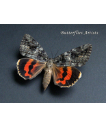 Catocala ilia Wife Underwing Real Moth Framed Entomology Shadowbox - £46.40 GBP