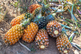 Garden Store 15 Pernambuco Pineapple Seeds FROM USA  - $9.62