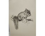 Charlotte Young Squirrel Sketch 10.5&quot; X 13.5&quot; With Certificate Of Authen... - $59.39