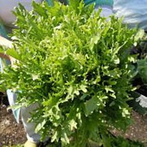 Salad King Endivegetable Seeds 20+ Seeds Non Gmo Fruit Herb Flower Seed Fresh - £8.61 GBP