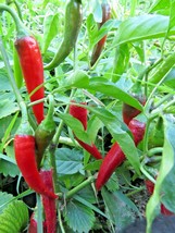 Puya - bright red pepper with a fruity and spicy flavor - $4.95