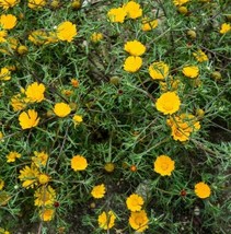 ArfanJaya Cladanthus Palm Springs Daisy Flower Seeds - £6.55 GBP