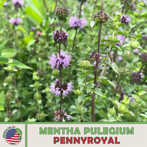 FG Pennyroyal Seeds (Mentha pulegium), Mosquito Repellent, Medicinal, Ge... - $9.40