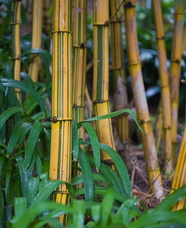 Bambusa Vulgaris Vittata Live Plant Golden Hawaiian Bamboo - £53.48 GBP