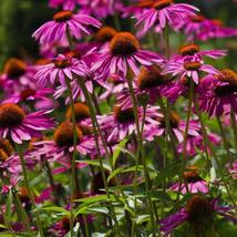 200+ Pink Coneflower Rudbeckia Seeds | Vibrant Pollinator Garden Blooms - $16.50