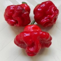 50 Red Cap Mushroom Hot Pepper Extreme Hot Cay Organic Non GMO Bulk Seeds - $10.50