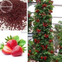 New Fresh Middle Sized Red Climbing Strawberry Fruits 100 Seeds Tasty Sweet Juic - $4.72