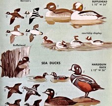 Sea Ducks 4 Different Varieties &amp; Types 1966 Color Bird Art Print Nature... - £15.73 GBP