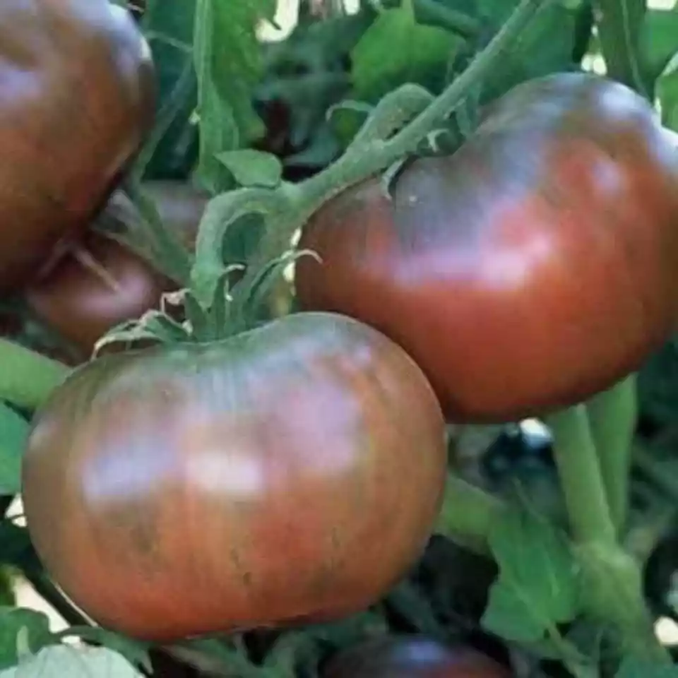 SR 50 Cherokee Purple Tomato Seeds Ct Vegetable Heirloom Planting Seeds - £6.55 GBP