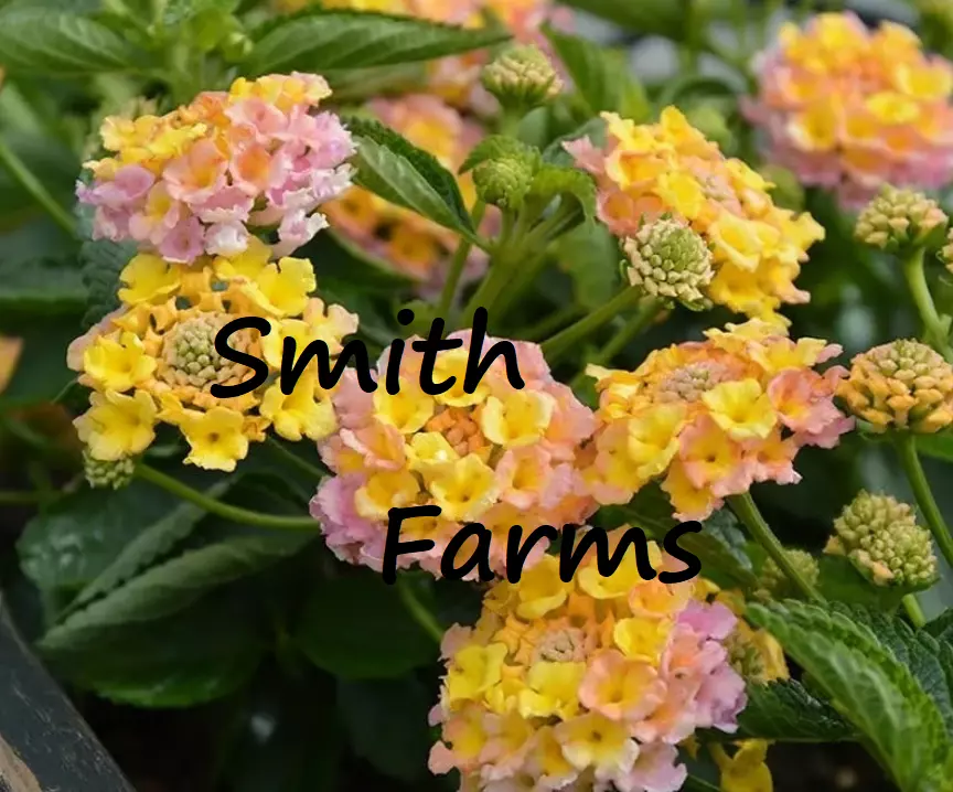 25 Seeds Yellow Pink Lantana Calippo Flowers Pretty Two Tone Blooms Fresh Seeds  - $12.25