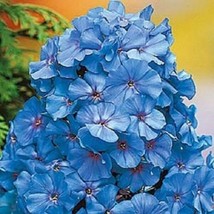 50 Light Blue Phlox Seeds Flower Perennial Flowers Bloom Seed Butterfly Bloom 83 - £11.20 GBP