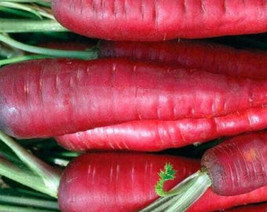 Carrot Atomic Red 135 Seeds  From US - $6.50