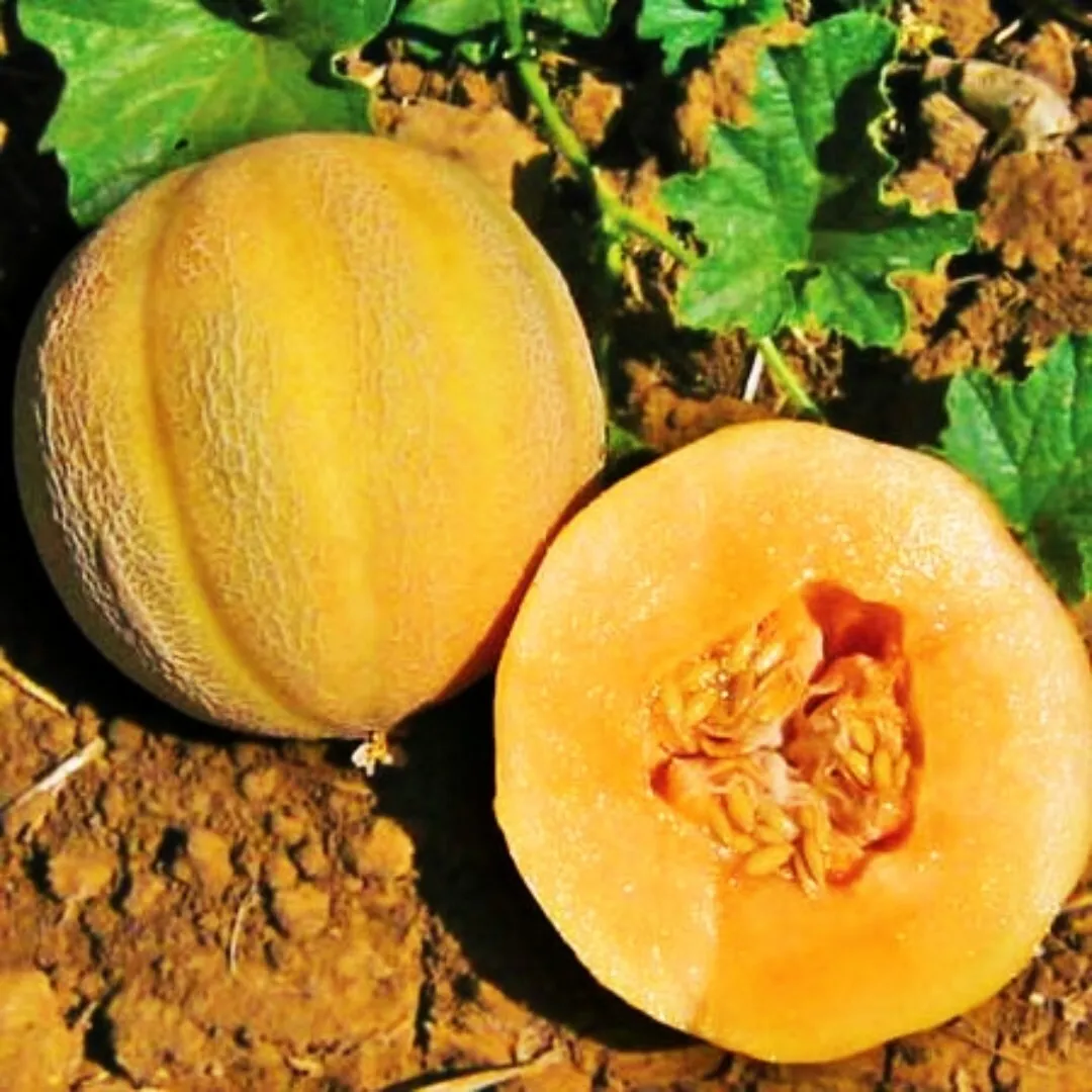  Minnesota Midget Cantaloupe Seeds Mini Melon Fruit NON-GMO 25+ Seeds - £7.43 GBP