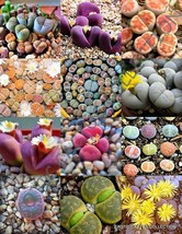 Color Lithops Mix Succulent Exotic Living Stones Desert Rock Seed Plant 30 Seeds - £7.20 GBP