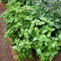 New Seeds Mpb#11 Basil Large Leaf Italian Seeds Basil Seeds Basilicum 25... - $12.90