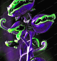 Venus Fly Trap Carnivorous Seed Dionaea Muscipula Color:4 - $12.68 CAD