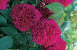 50 Arylene Lengao Rose Seeds  - $30.00