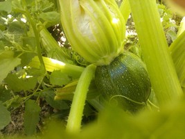 Round squash seeds, code 250,  round squash princess, round zuccini seeds - $4.99
