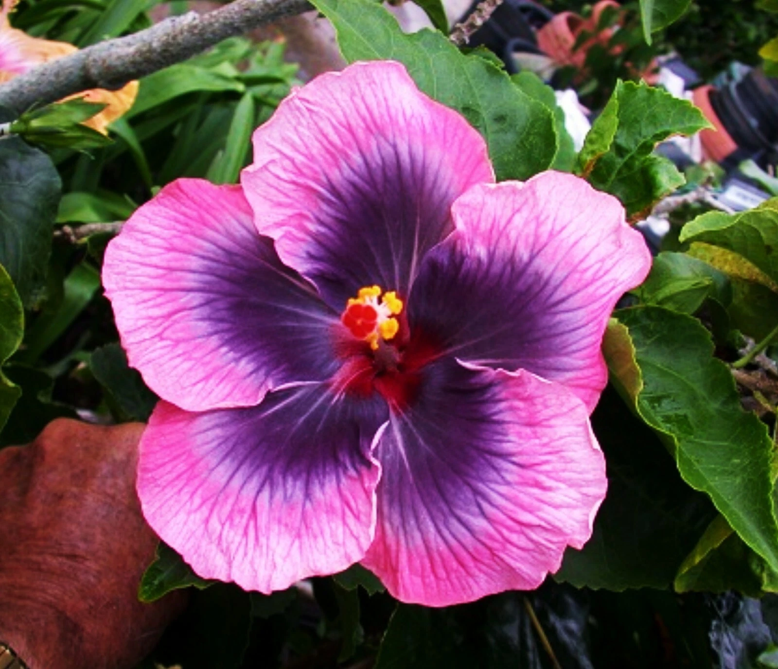 ???? MADAGASCAR hibiscus MOSCHEUTOS mallow  Malvaceae STARTER 7 cuttings... - $27.54