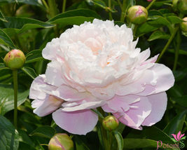 Rare &#39;Bai Yuan Fen&#39; Pink Multi-petalled Tree Peony Light Fragrant Flower... - £8.78 GBP