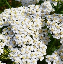 3000 Seeds White Yarrow  NON-GMO Heirloom Fresh Garden - £9.33 GBP