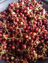 Lannea microcarpa, African grapes, 10 seeds for 10 USD, shipping cost is 10 USD, - £25.30 GBP