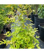 Xanthorhiza Simplicissima Yellowroot Shrub Live Plant 1 Gallon Pot Plant... - $2,006.86 MXN