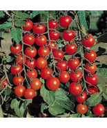 PPA 50 Seeds Small Fry Tomato Tomatoe Vegetable Garden Edible Canning - $4.76