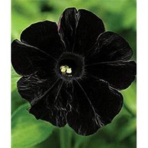 200 Black Petunia Containers Seeds Hanging Baskets Flowers Annual - £10.89 GBP