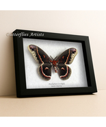 Hyalophora Cecropia Real Robin Silk Moth Taxidermy Framed Entomology Shadowbox - $98.99