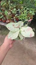 Syngonium fiesta 4 inch pot - $15.83