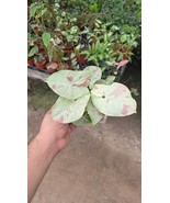 Syngonium fiesta 4 inch pot - $22.32 CAD