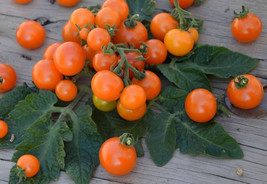 Orange Dream Micro Dwarf Tomato 12 Seeds Fresh Garden USA SELLER - $9.98