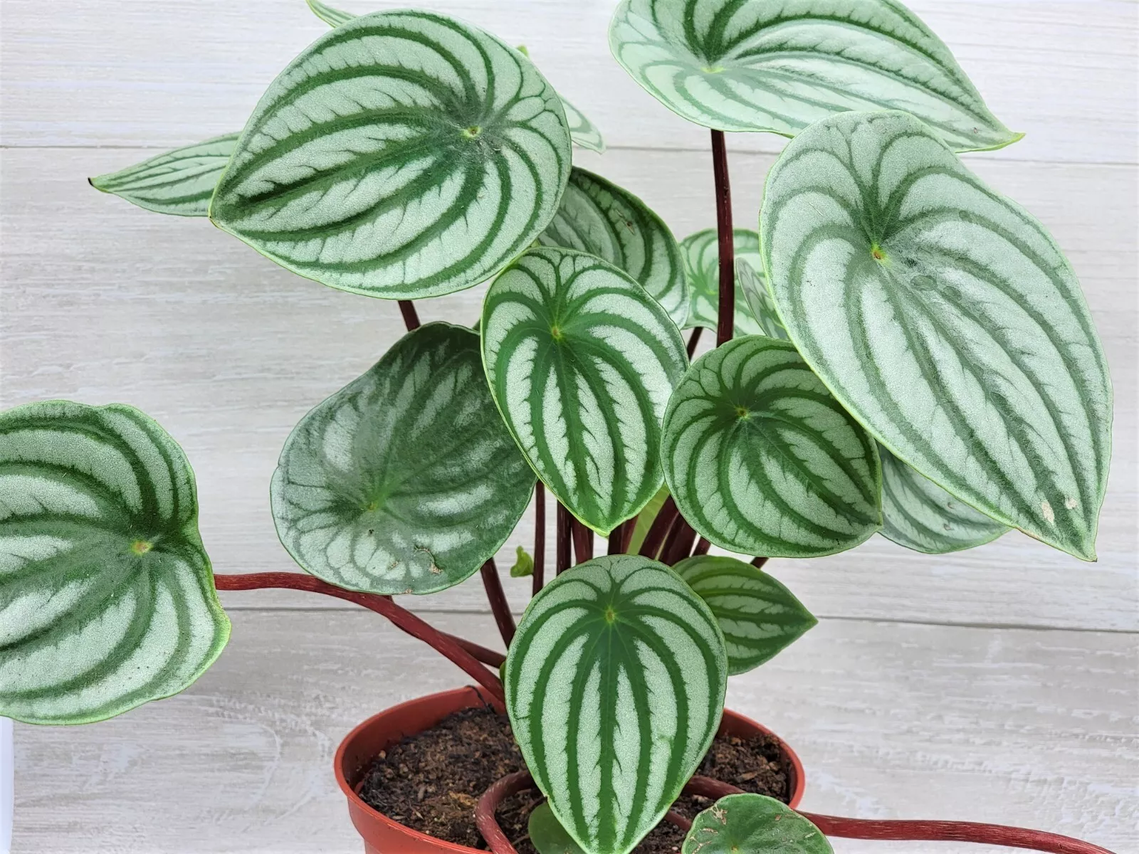 Peperomia Watermelon,Watermelon Peperomia,Peperomia Argyreia in 3&quot; pot USA Selle - £18.05 GBP