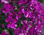 1 50 Rock Cress Seeds Aubrieta Cascading Purple Flowers  Perennial Groun... - $8.99