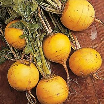 Golden Ball Turnip Seeds 500 Vegetable Garden US Seller Fast Shipping - £1.62 GBP