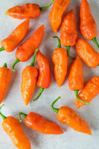 GIB 25 Seeds Easy To Grow Ghost Peppers Bhut Joloki Vegetable Edible Food - £7.19 GBP