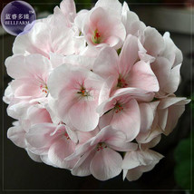BELLFARM Geranium White-to-light pink Hydrangea-typed Bonsai Flowers, 10 seeds/p - £3.58 GBP