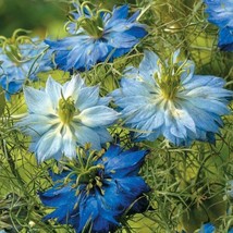 Fresh 100 Blue Mix Love In A Mist Seed Flower Persian Jewel Nigella Annual Flowe - $10.48