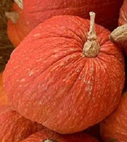 25 Squash Seeds Warty Red Squash Seeds Fresh Seeds - $28.50