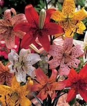 3 Mix Tiger Lily - Bulb size 10/12 - easy to grow - $50.48