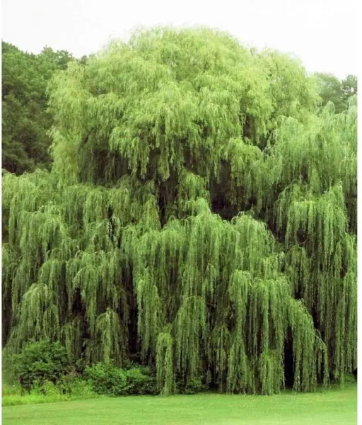 2 Golden Weeping Willow Trees Ready To Plant Live Plants Beautiful Arching Fresh - £20.37 GBP