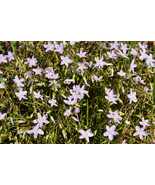 20 Seeds VIRGINIA SPRING BEAUTY Claytonia Virginica Pink Striped Shade F... - £13.47 GBP