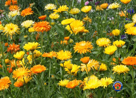 75 Calendula Pacific Beauty Mix Marigold Flower Seeds Officinalis Fresh Garden - £11.22 GBP