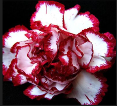 Avranchin Red &amp; White Carnation Flower 50 Seeds - £8.70 GBP