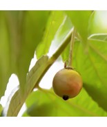 Best Yellow Jamaican Cherry Tree / Muntingia calabura / Live Plant - $34.99