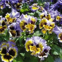 30 Pansy Yellow And Blue Frizzle Sizzle Swirl Ruffled Re-Seeding Annual Flower S - $10.00